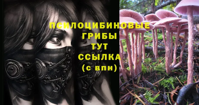 Псилоцибиновые грибы Psilocybe  Невельск 